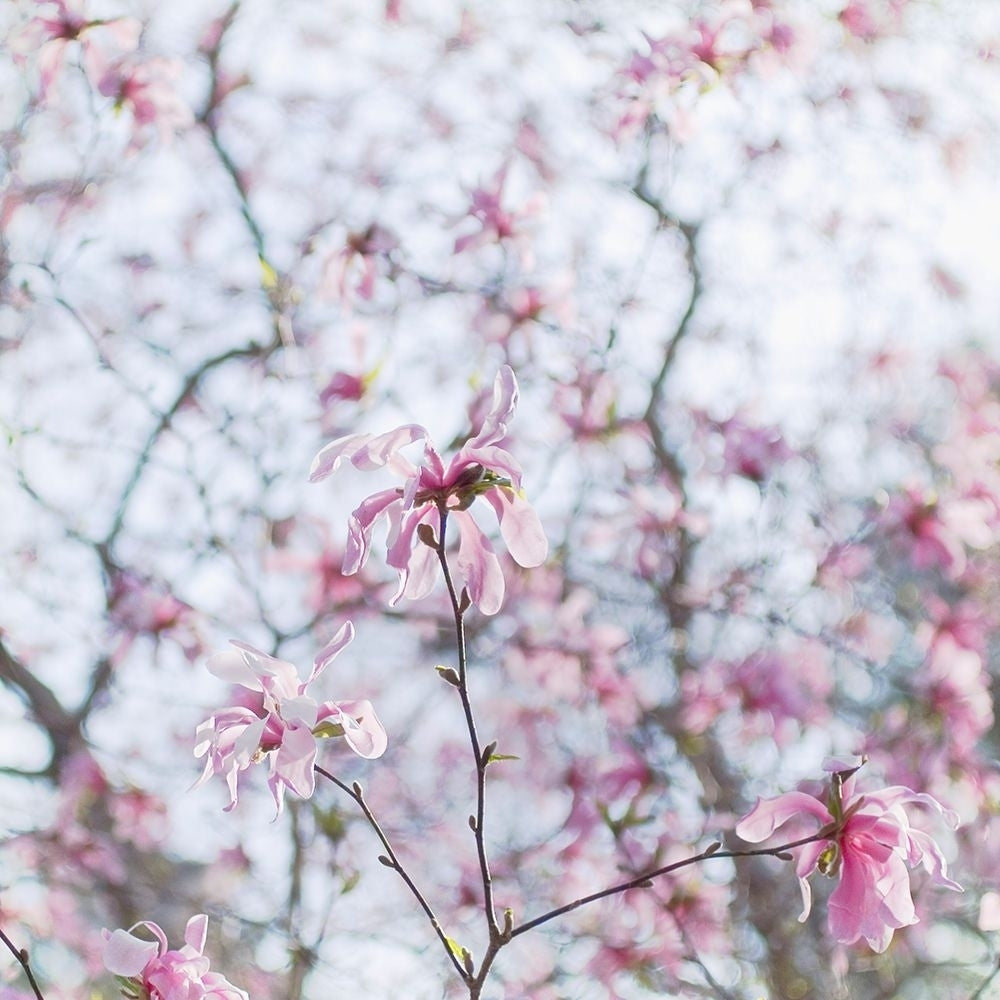 Magnolia Tree Poster Print - Judy Stalus-VARPDX82225 Image 1