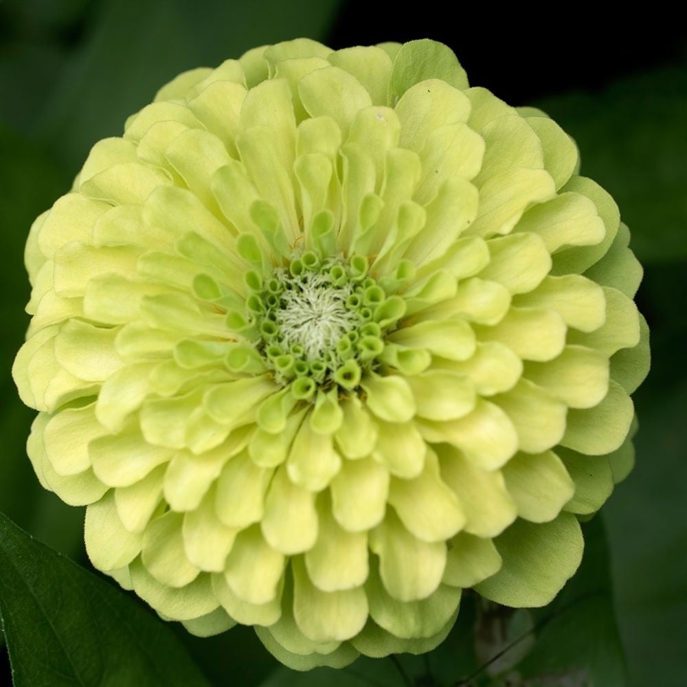 Green Zinnia Poster Print - Judy Stalus-VARPDX82236 Image 1