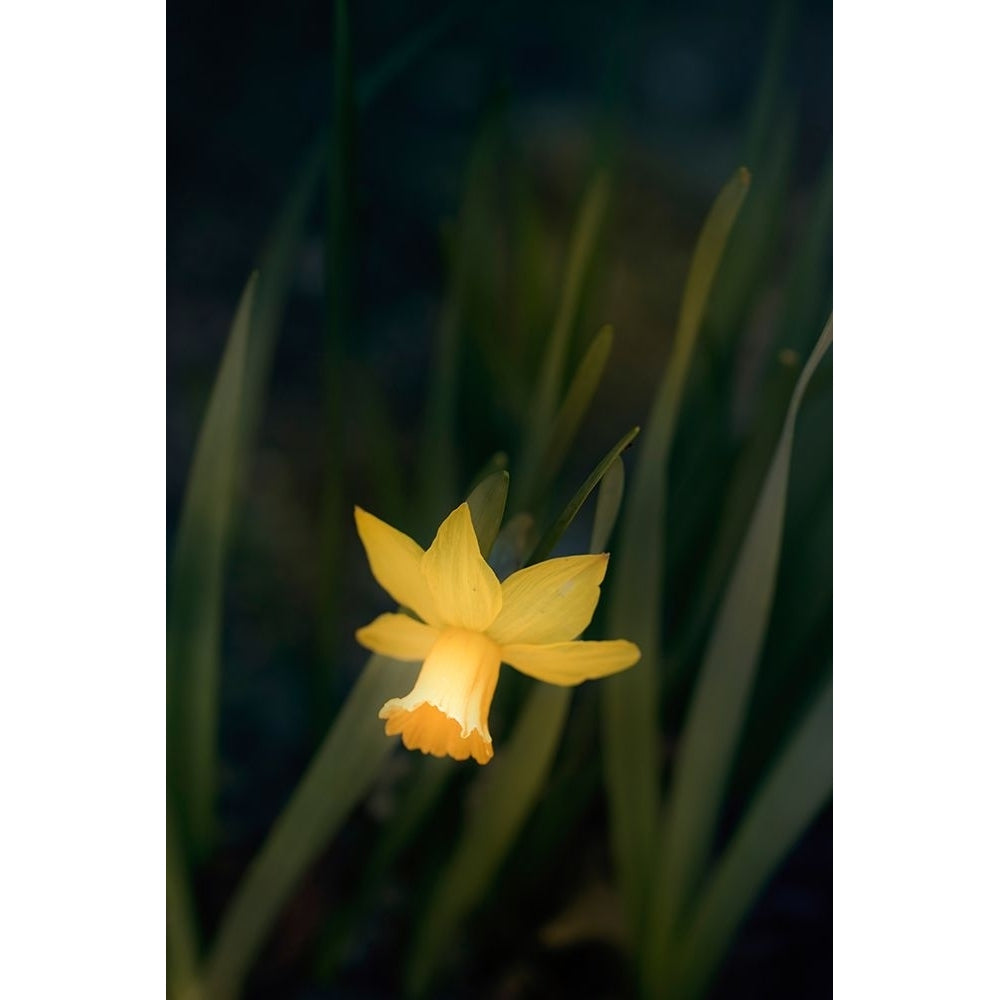 Narcissus Poster Print - Judy Stalus-VARPDX82279 Image 1