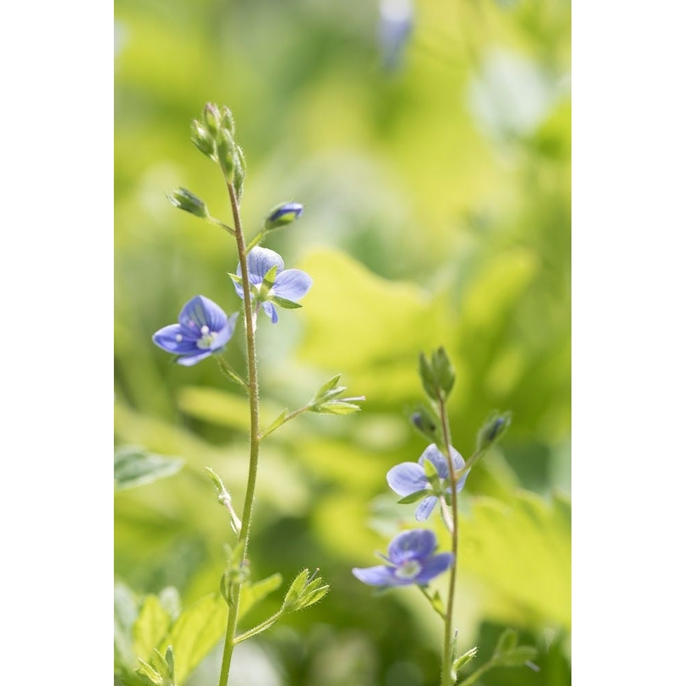 Meadow Poster Print - Judy Stalus-VARPDX82281 Image 1