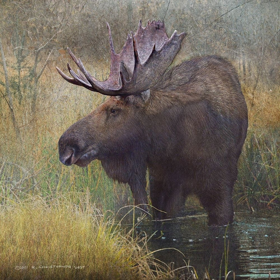 Moose in Marsh Poster Print - Christopher Vest-VARPDX82837 Image 1