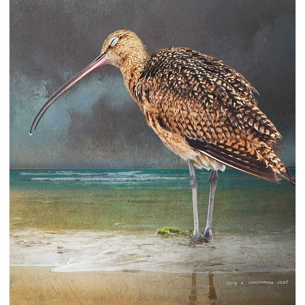 Blissful Curlew Poster Print - Christopher Vest-VARPDX82834 Image 1