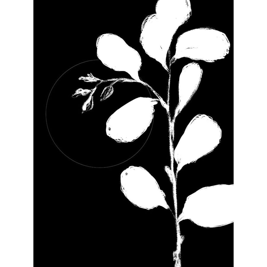 Botanical Silhouette II Poster Print - Nicholas Holman-VARPDX83458 Image 1