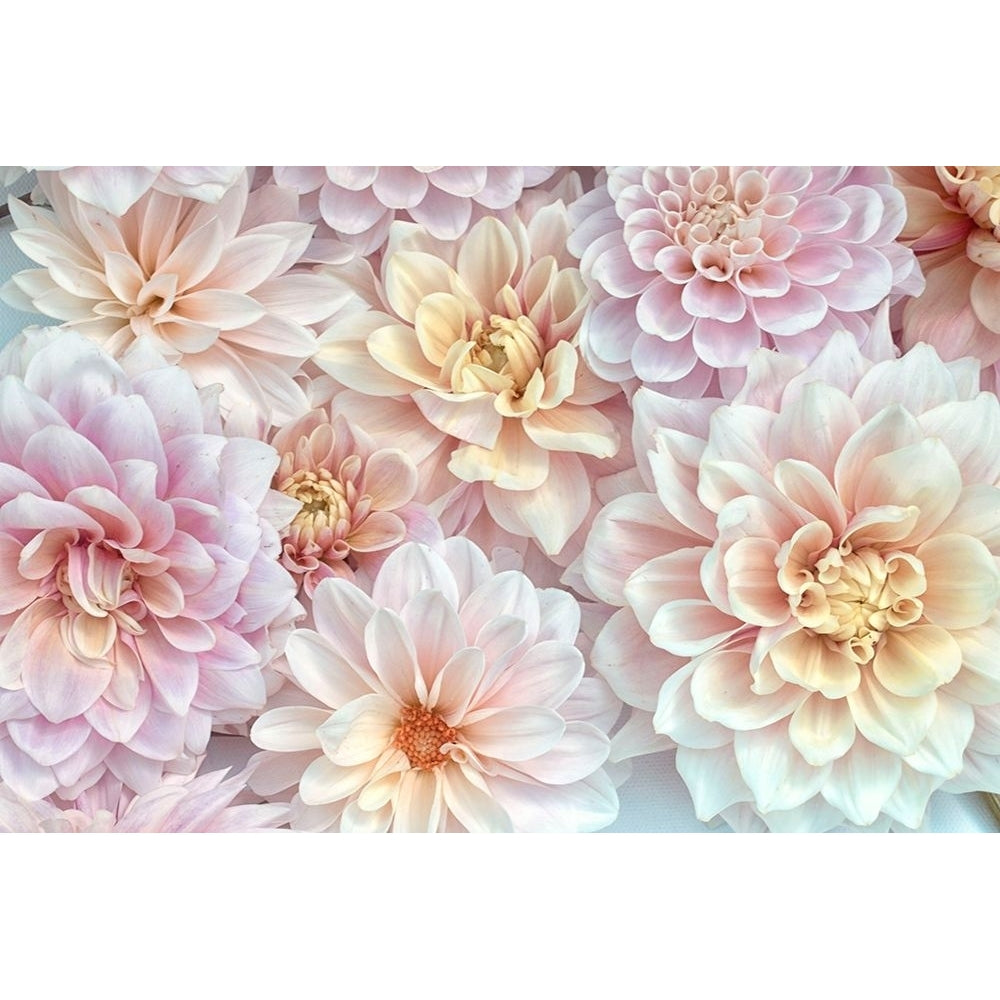 Dahlia Tapestry II Poster Print - Judy Stalus-VARPDX84029 Image 1