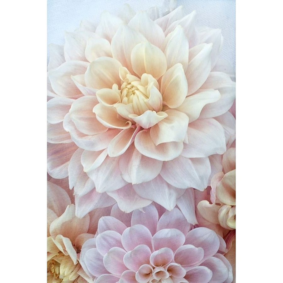 Dahlia Dream Poster Print - Judy Stalus-VARPDX84032 Image 1