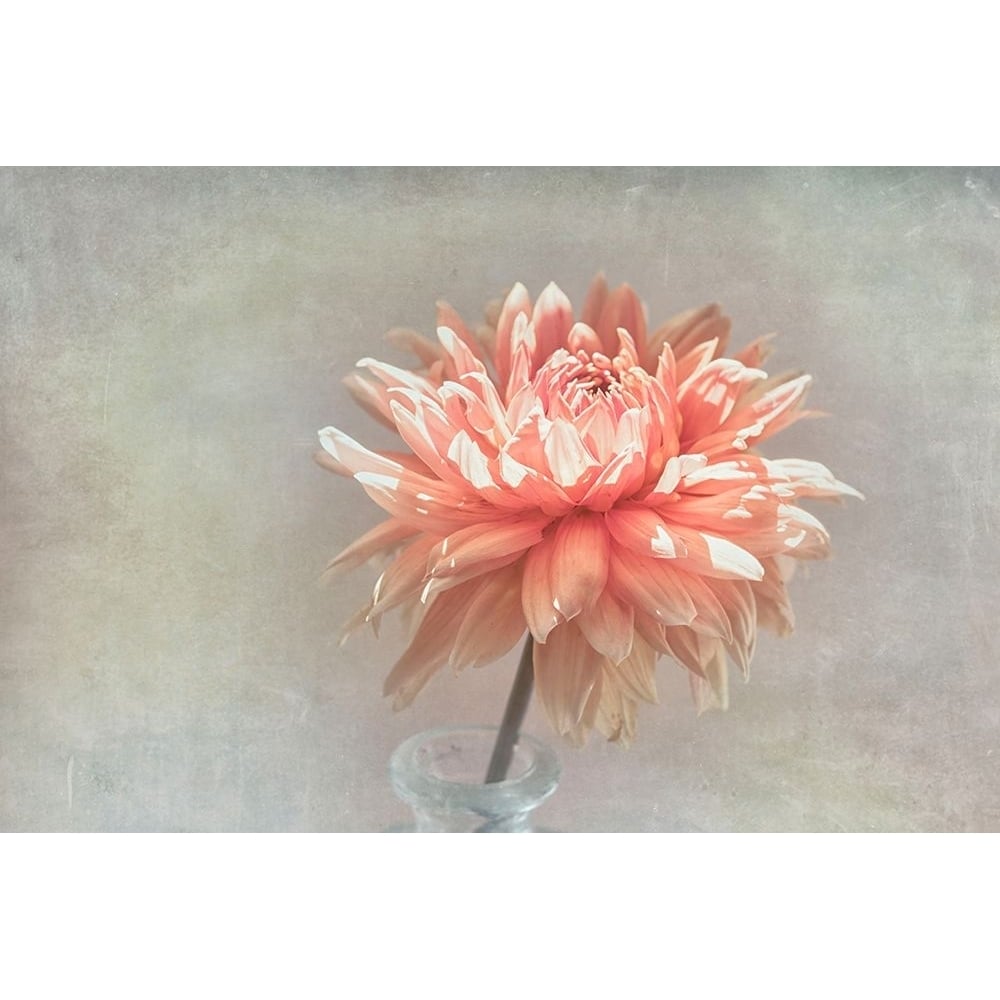 Coral Dahlia Poster Print - Judy Stalus-VARPDX84037 Image 1