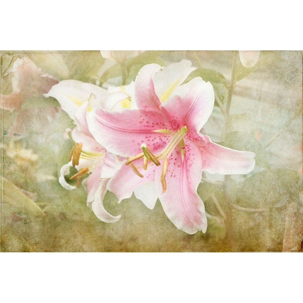 Lily Poster Print - Judy Stalus-VARPDX84043 Image 1