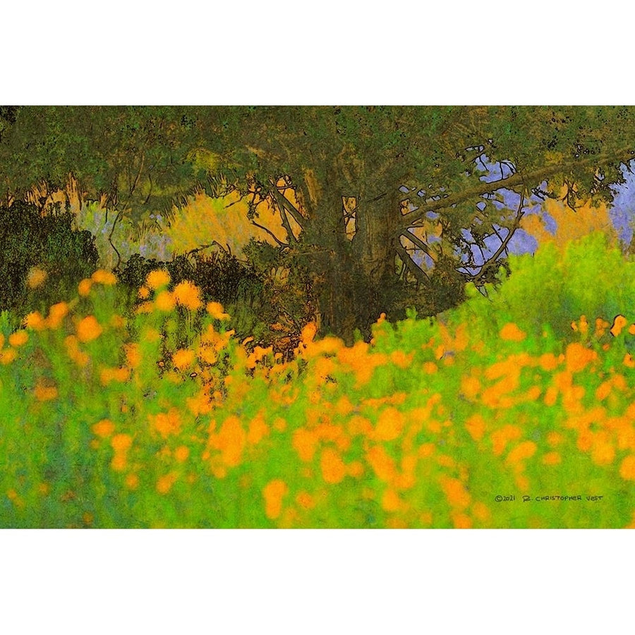 California Poppies Poster Print - Christopher Vest-VARPDX84071 Image 1