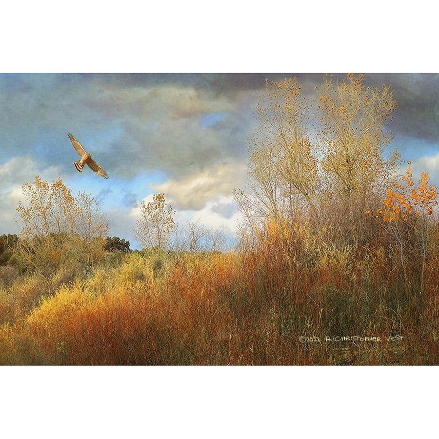 Willow Cottonwood Gulley Poster Print - Christopher Vest-VARPDX84114 Image 1