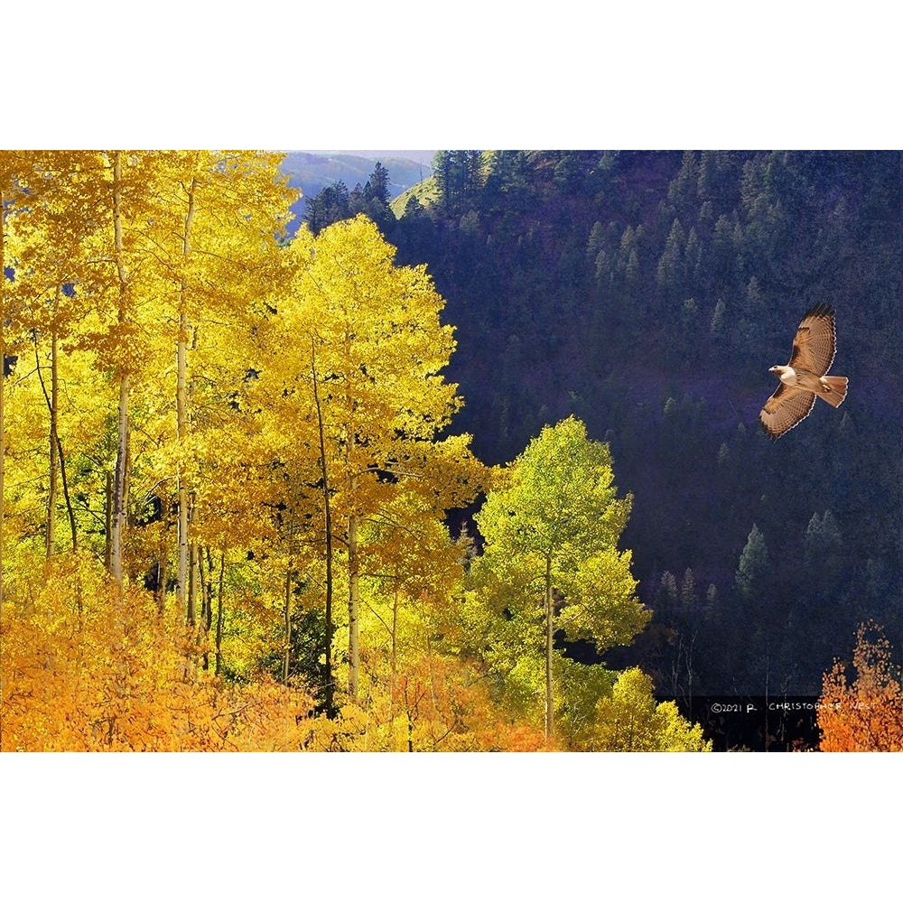 Screaming down the valley-redtailed hawk Poster Print - Christopher Vest-VARPDX84101 Image 1