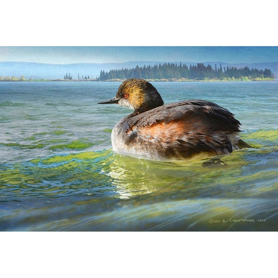 Earred Grebe on Lake Poster Print - Christopher Vest-VARPDX84100 Image 1