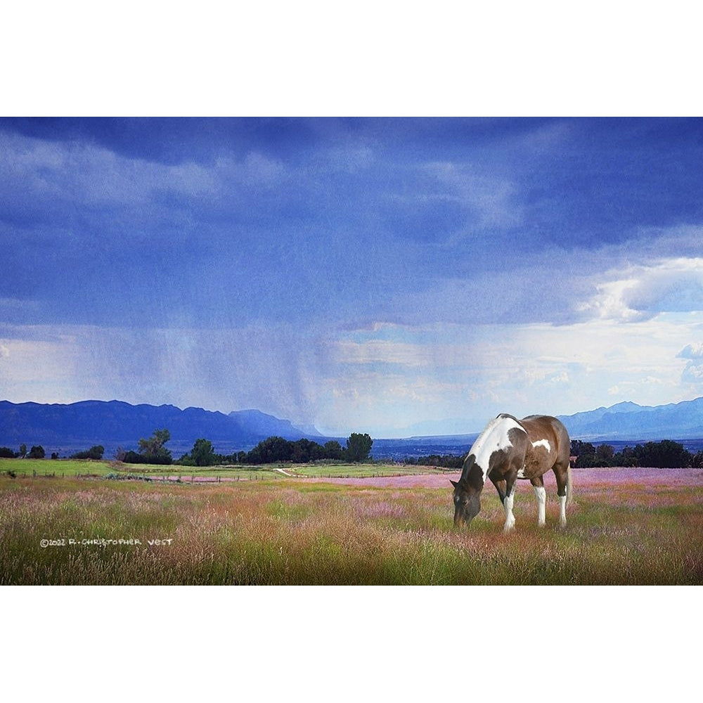 Paint Horse in Bliss Poster Print - Christopher Vest-VARPDX84113 Image 1