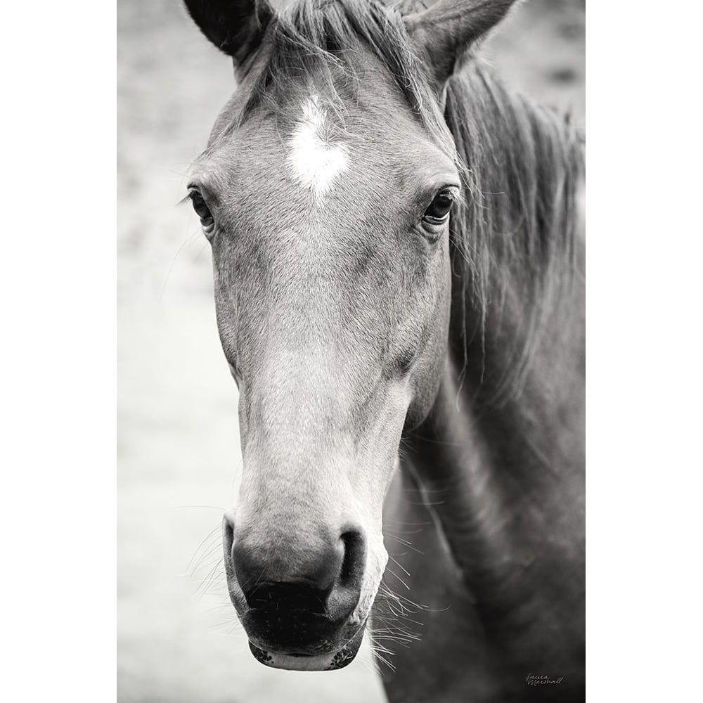 Moke Lake Horses I Poster Print - Laura Marshall-VARPDX84129 Image 1