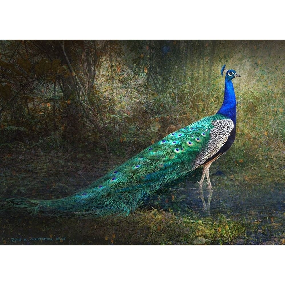 Jungle Stream Peacock Poster Print - Christopher Vest-VARPDX84183 Image 1