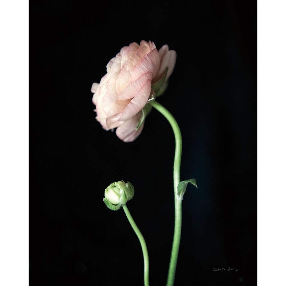 Single Ranunculus II Poster Print - Swearingen Debra Van-VARPDX84236 Image 1