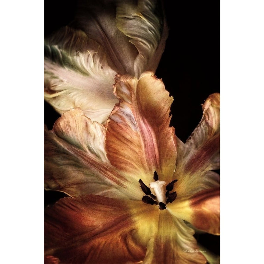 Tulip Detail IV Poster Print - Swearingen Debra Van-VARPDX84234 Image 1