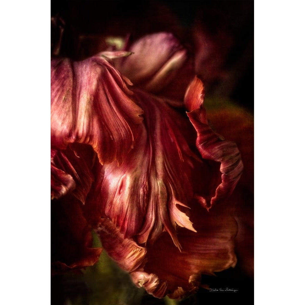 Tulip Detail III Poster Print - Swearingen Debra Van-VARPDX84233 Image 1