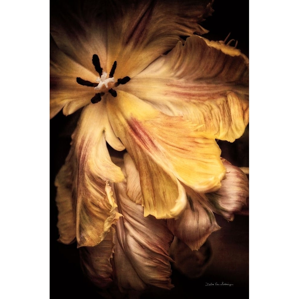 Tulip Detail I Poster Print - Swearingen Debra Van-VARPDX84231 Image 1