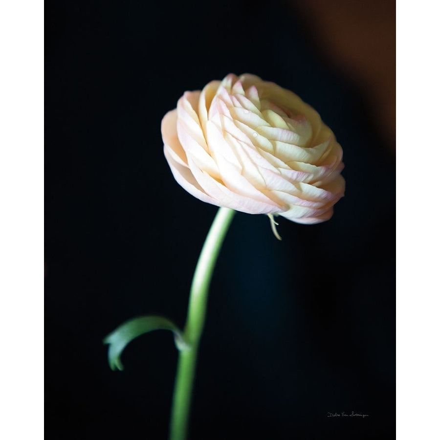 Single Ranunculus I Poster Print - Swearingen Debra Van-VARPDX84235 Image 1