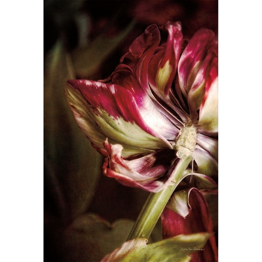 Tulip Detail II Poster Print - Swearingen Debra Van-VARPDX84232 Image 1