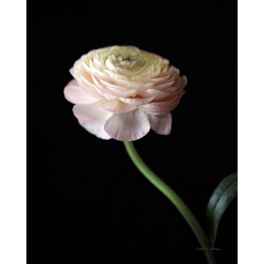 Single Ranunculus III Poster Print - Swearingen Debra Van-VARPDX84237 Image 1