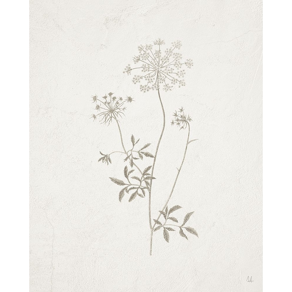 Gifts from the Meadow III Poster Print - Sarah Adams-VARPDX84251 Image 1