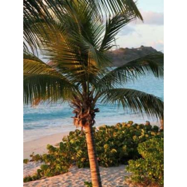 Sunset Palms I Poster Print by Susan Bryant-VARPDX8428 Image 1