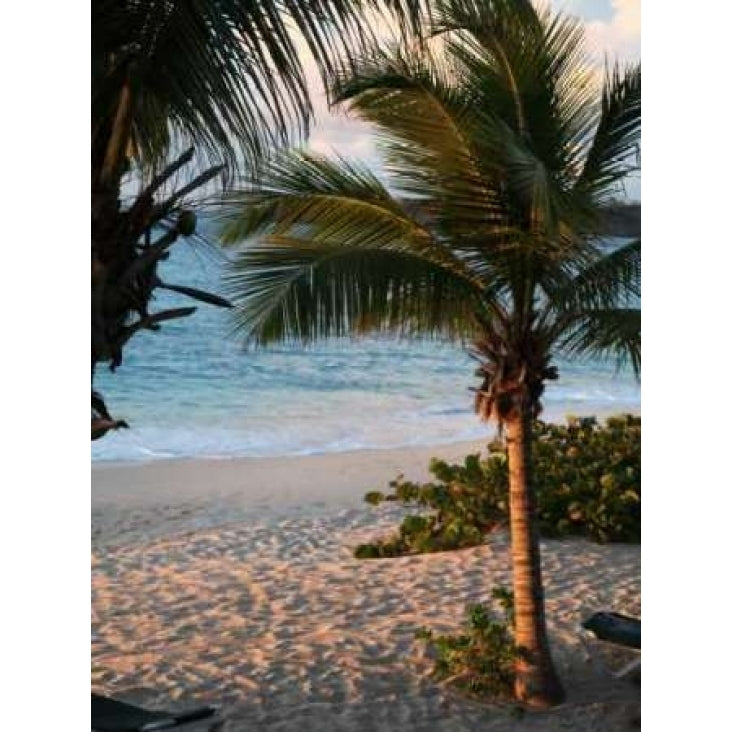 Sunset Palms II Poster Print by Susan Bryant-VARPDX8429 Image 2