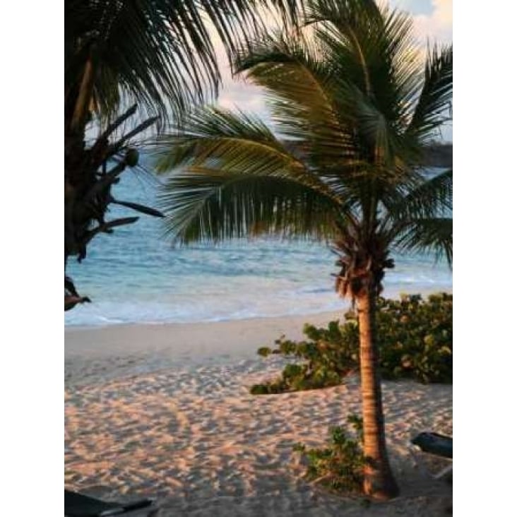 Sunset Palms II Poster Print by Susan Bryant-VARPDX8429 Image 1