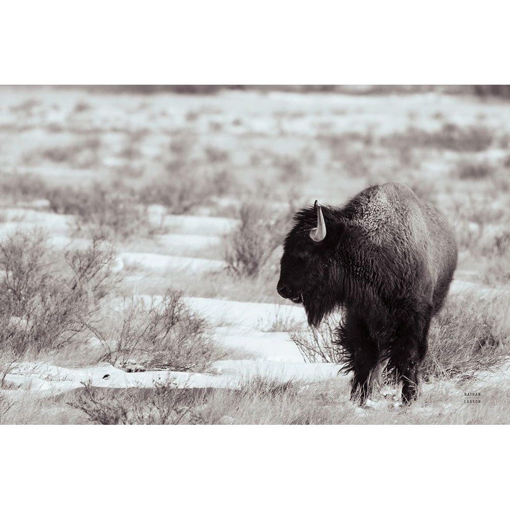 Lookout BW Poster Print - Nathan Larson-VARPDX84326 Image 1