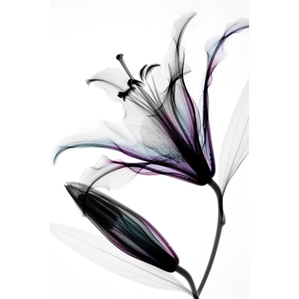 Lily II Poster Print - Hong Pham-VARPDX84676 Image 1