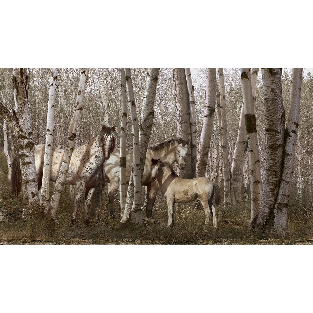 Birchwood Family Poster Print - Steve Hunziker-VARPDX84965 Image 1