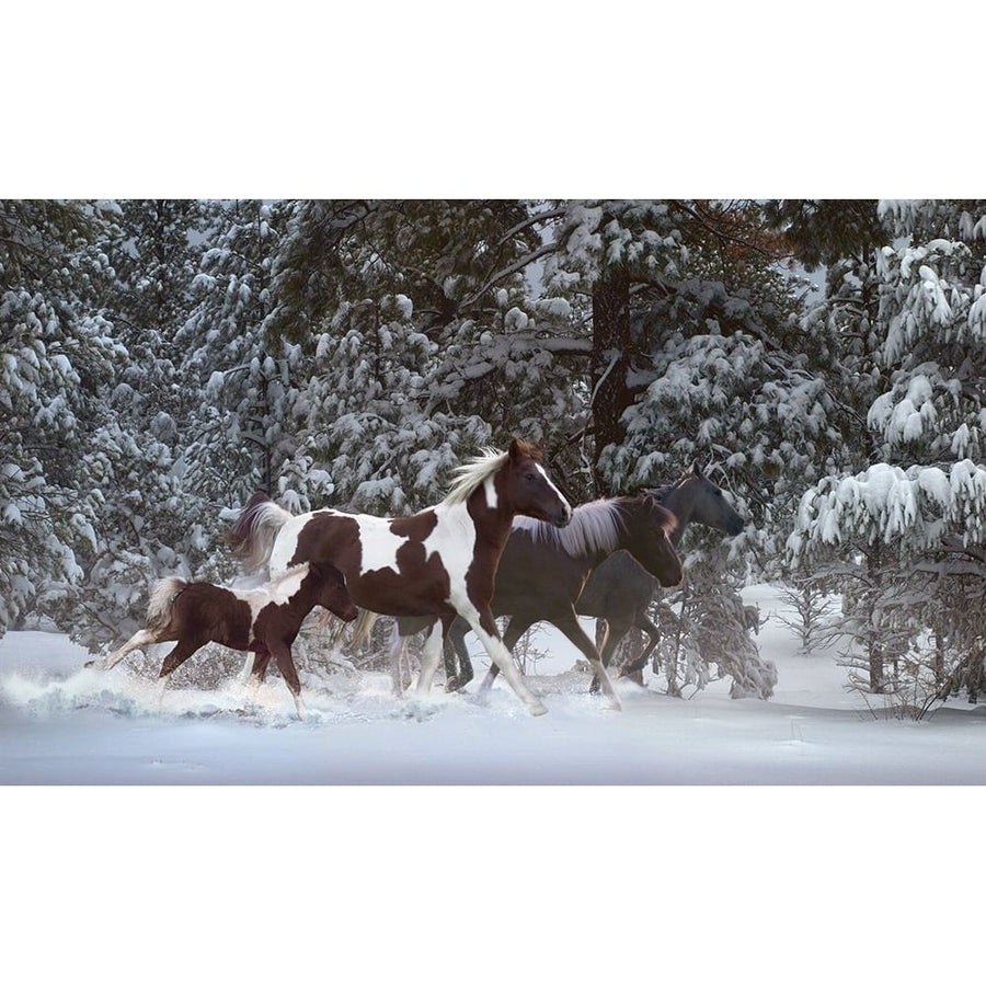 Snowy Runners Poster Print - Steve Hunziker-VARPDX84969 Image 1