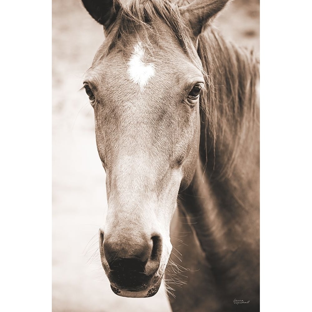 Moke Lake Horses I Sepia Poster Print - Laura Marshall-VARPDX84983 Image 2