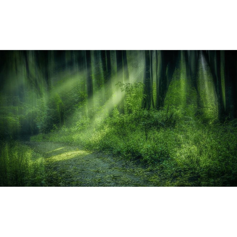 Forest Light Streams Poster Print - Don Schwartz-VARPDX85322 Image 1