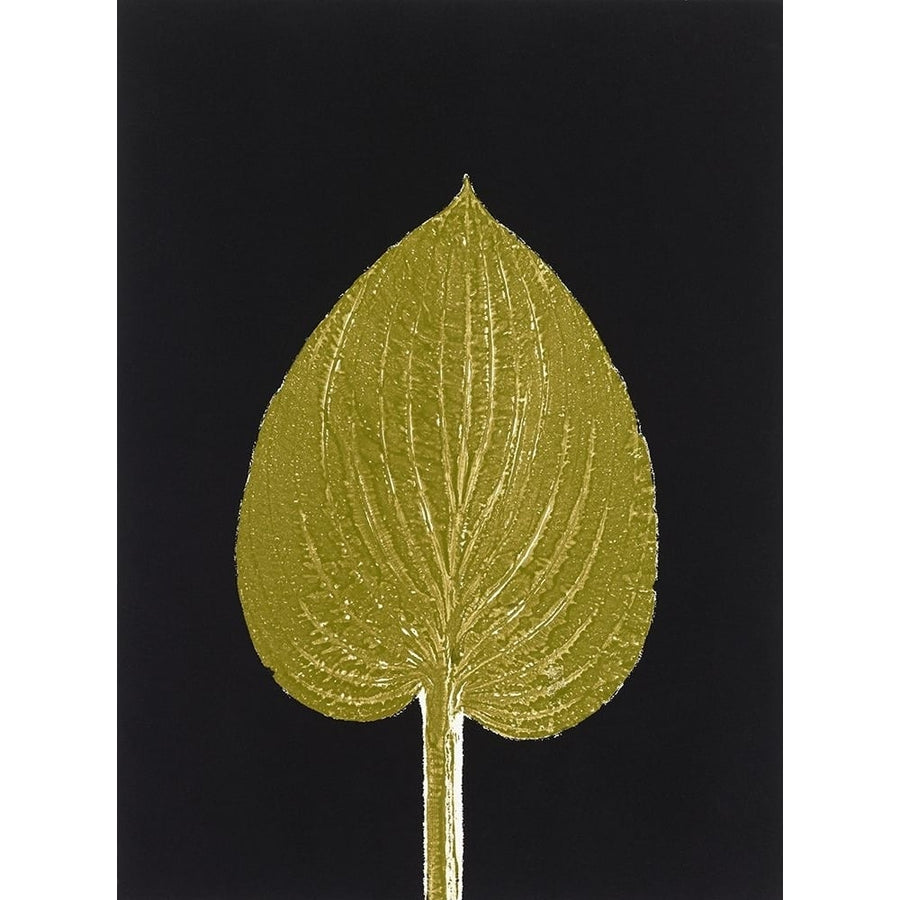 Hosta 3 Poster Print - Studio MMB-VARPDX85502 Image 1