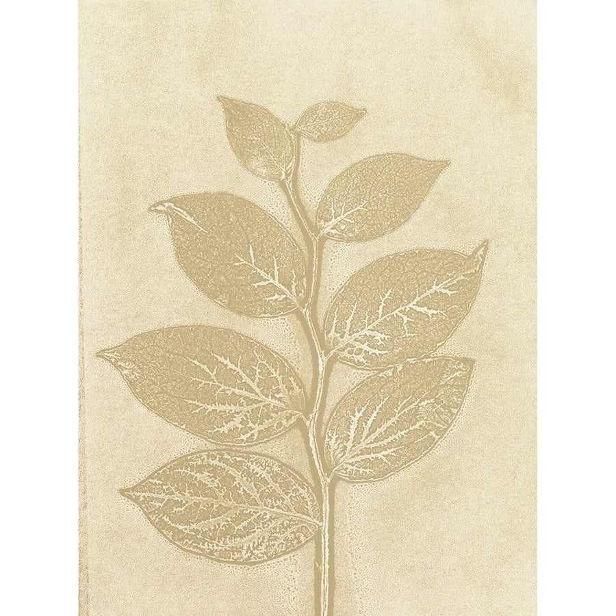 Salal 4 Poster Print - Studio MMB-VARPDX85509 Image 1