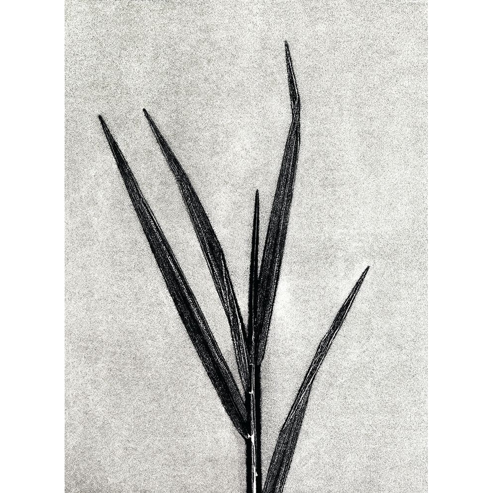 Grasses 4 Poster Print - Studio MMB-VARPDX85506 Image 1