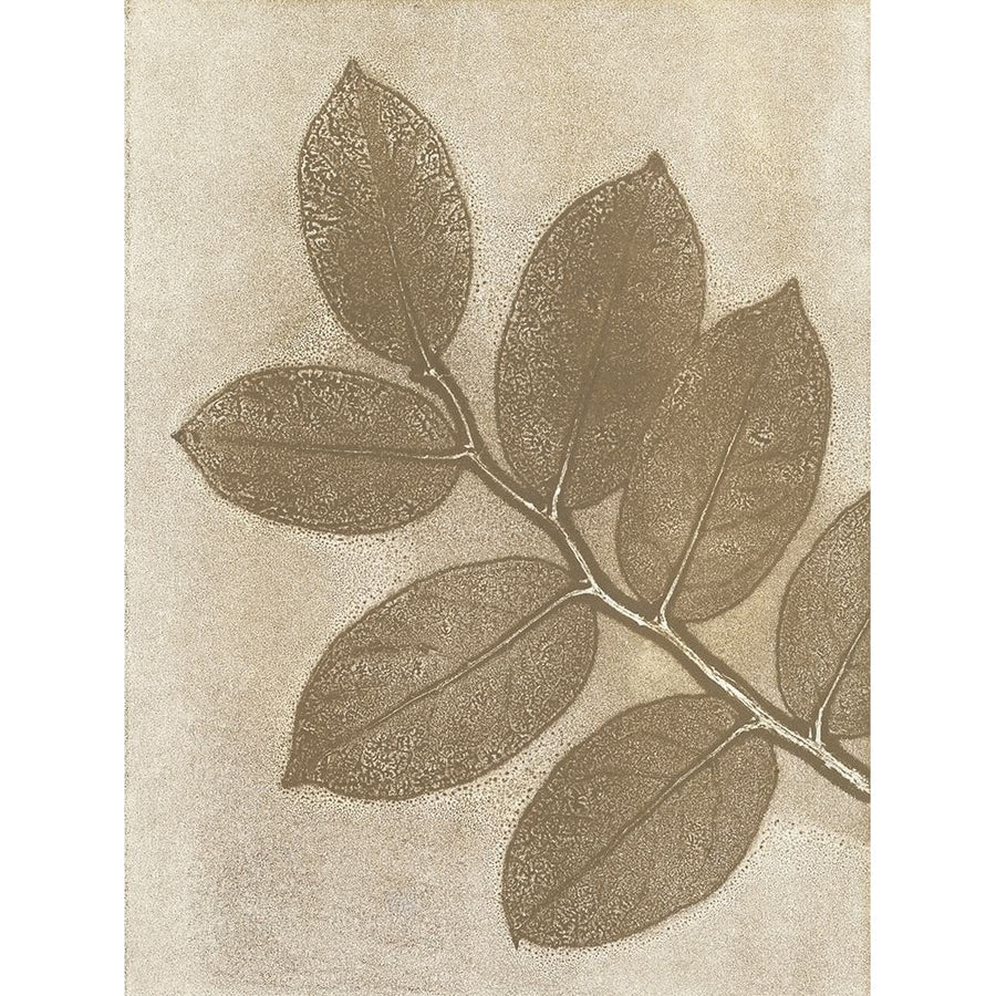 Salal 7 Poster Print - Studio MMB-VARPDX85510 Image 1