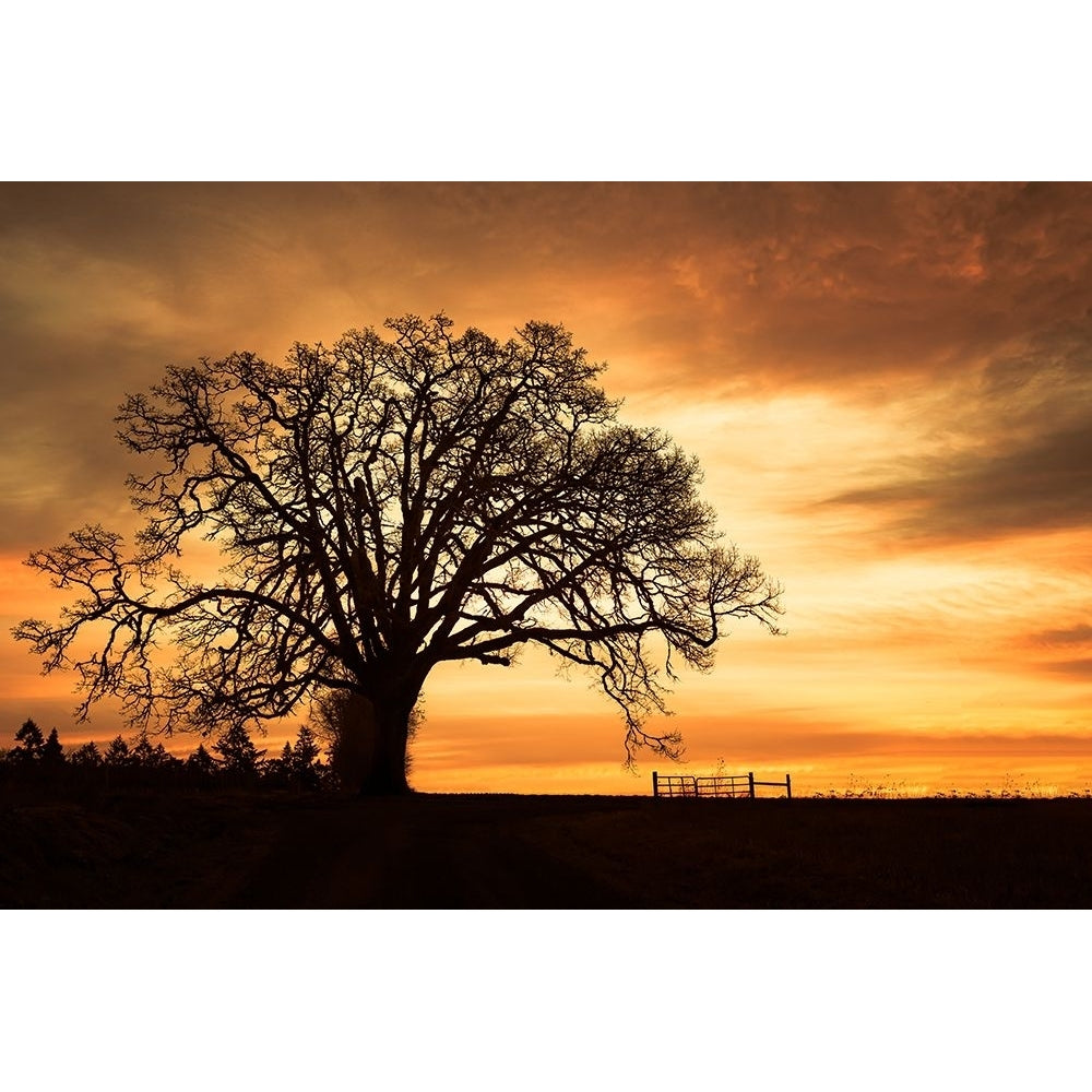 Big Tree Brilliant Sky Poster Print - Don Schwartz-VARPDX85680 Image 1