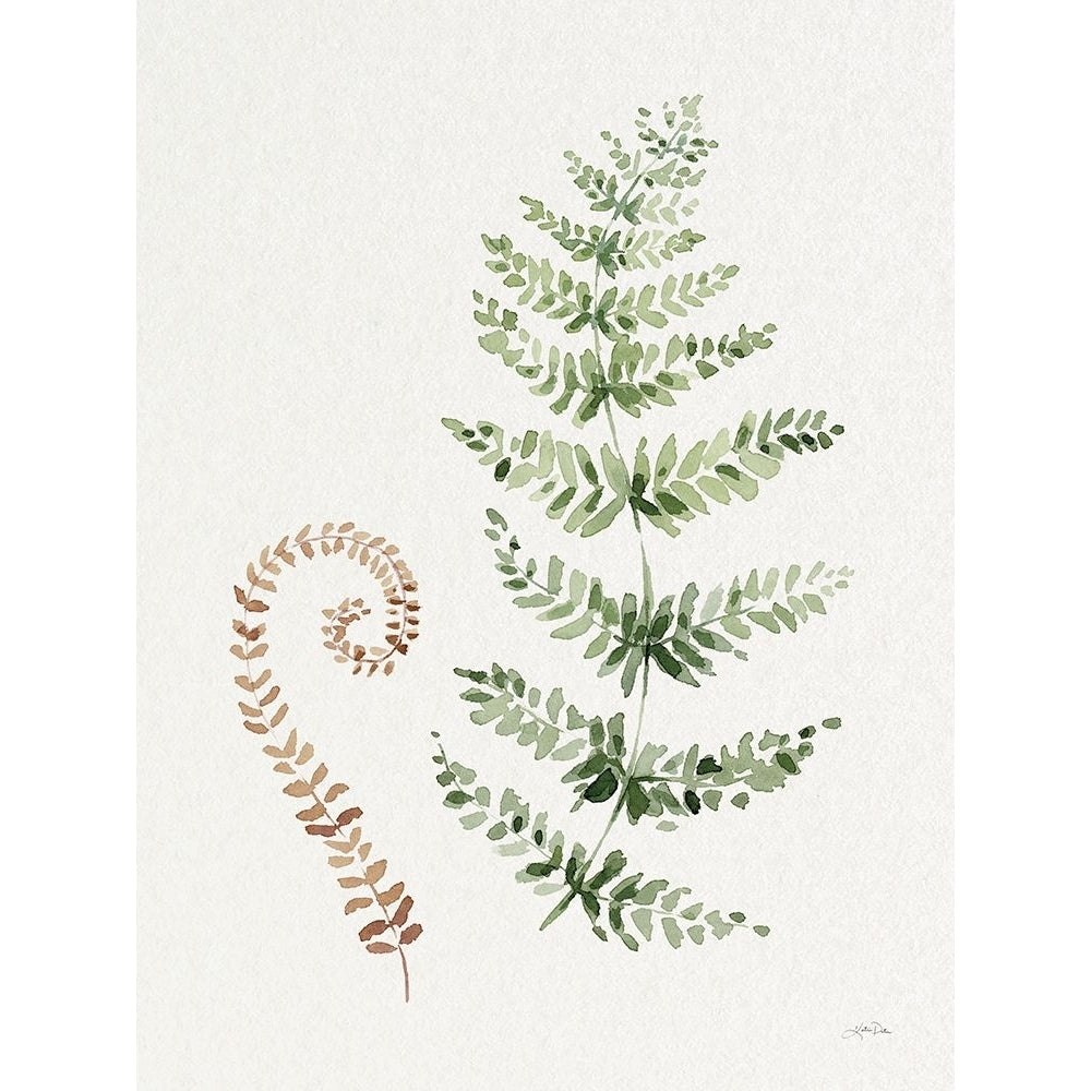 Forest Ferns I Poster Print - Katrina Pete-VARPDX85779 Image 1