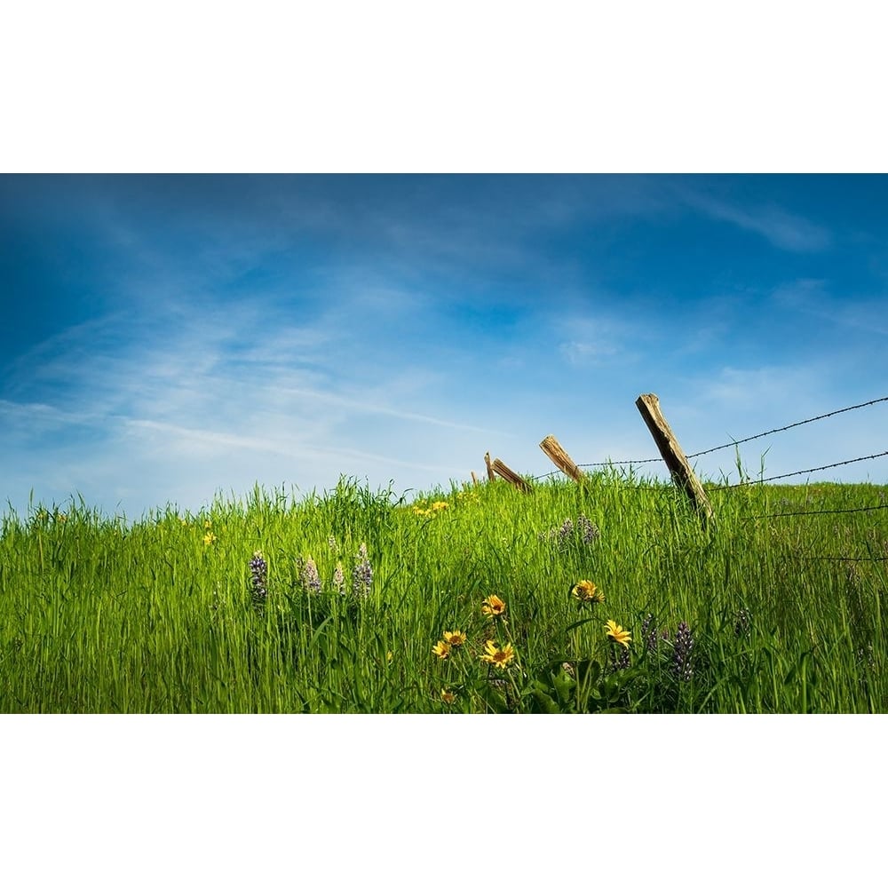 Spring Meadow Poster Print - Don Schwartz-VARPDX85866 Image 1