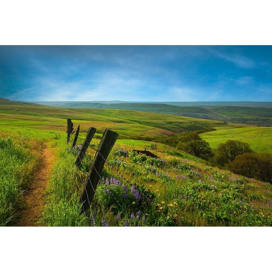 Across the Meadow Poster Print - Don Schwartz-VARPDX85867 Image 1