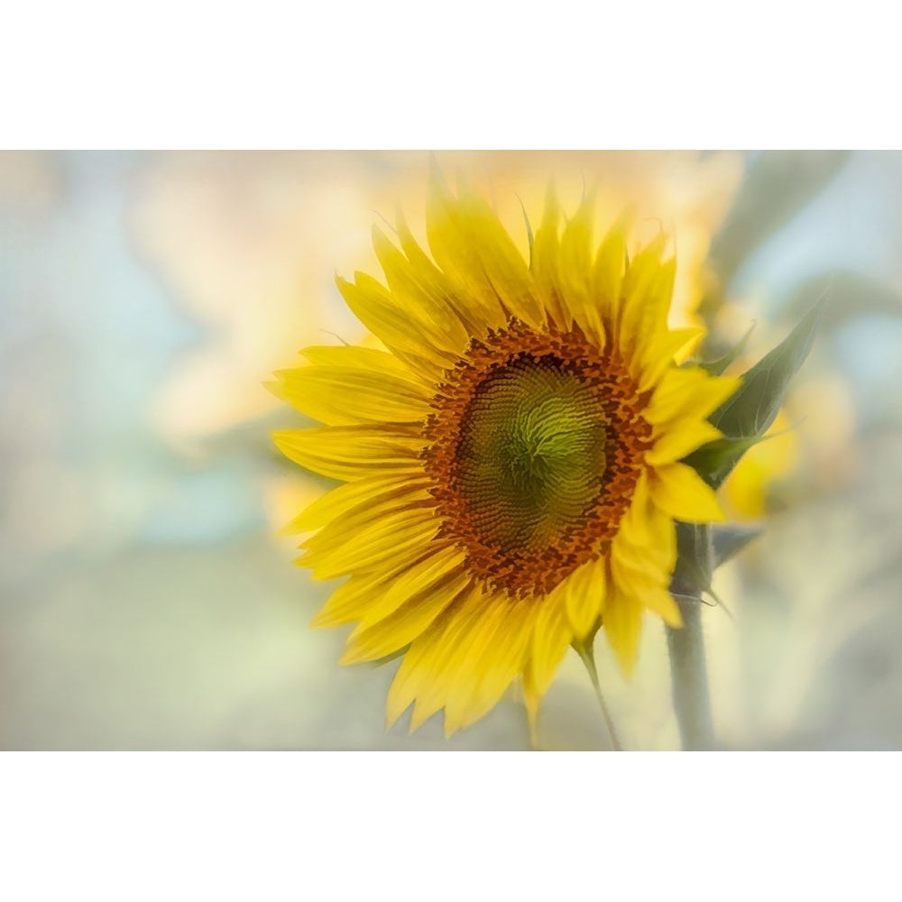 Sunflower in the Field Poster Print - Don Schwartz-VARPDX85897 Image 1