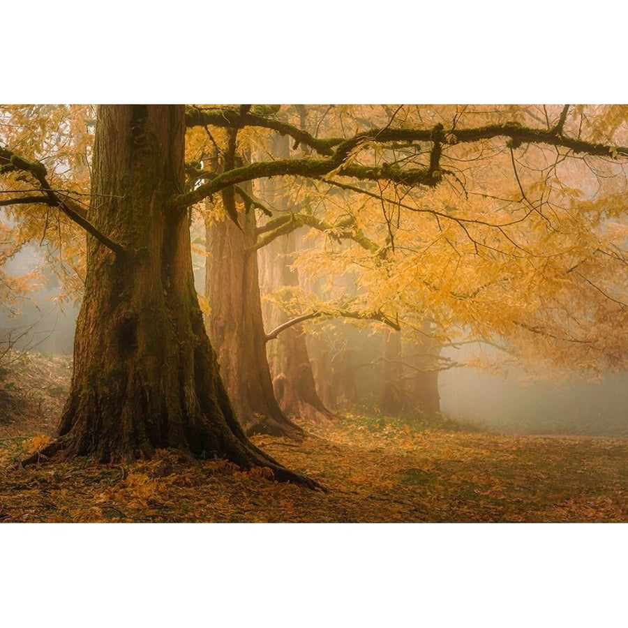 Dawn Redwoods in the Mist Poster Print - Don Schwartz-VARPDX85933 Image 1