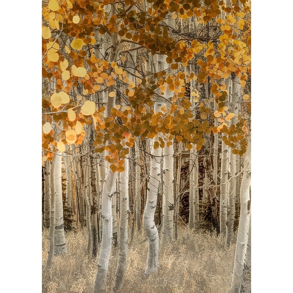 Dazzling Aspens Poster Print - Don Schwartz-VARPDX85980 Image 1