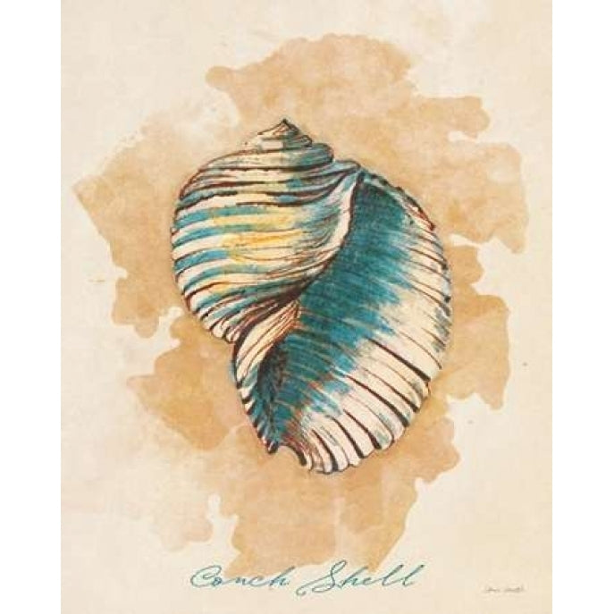 Conch Shell Poster Print by Lanie Loreth-VARPDX8598T Image 1