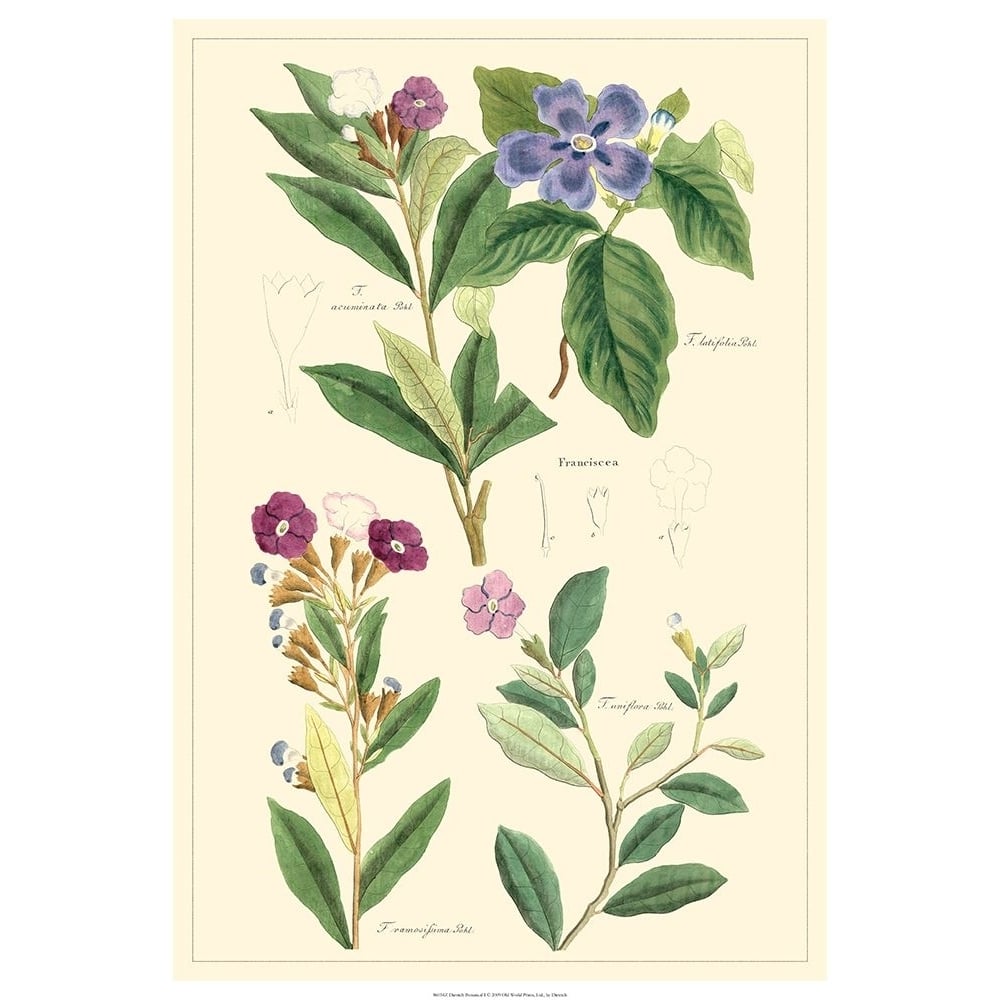 Dietrich Botanical I Poster Print - Dietrich-VARPDX86034Z Image 1