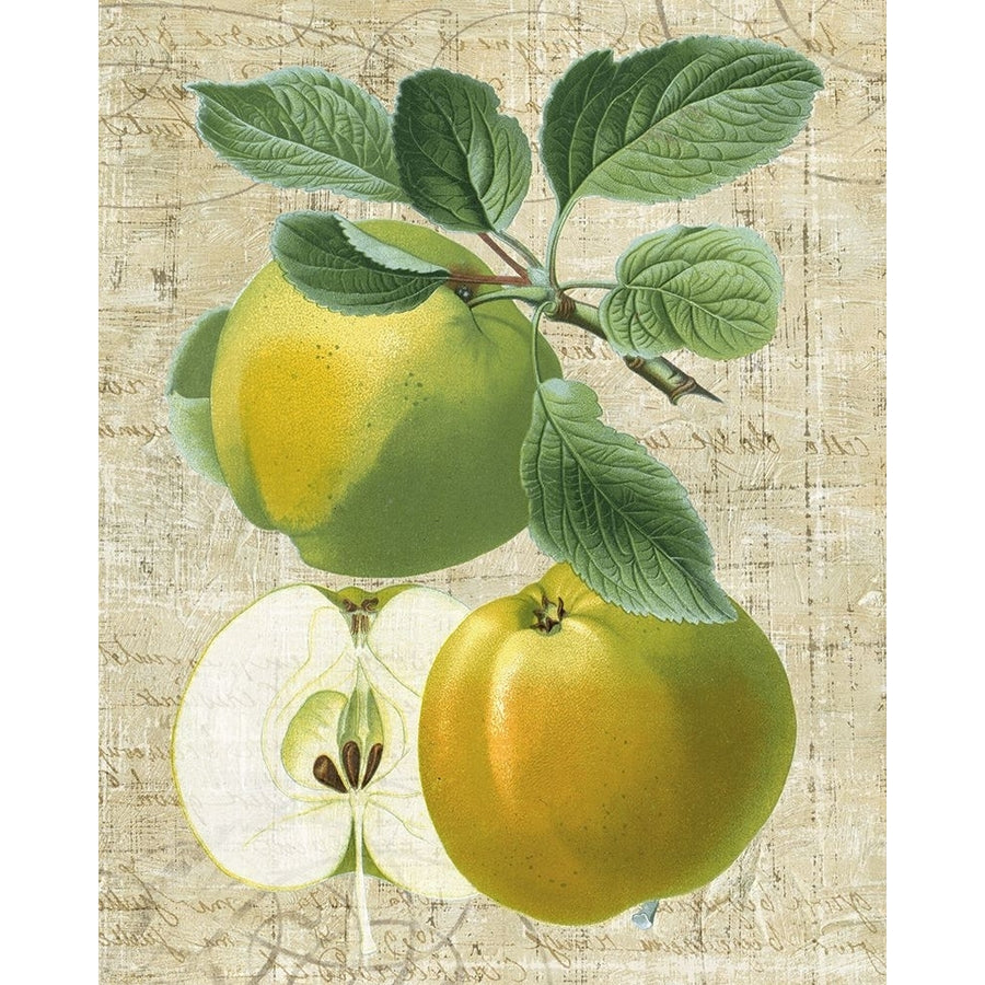 Orchard Medley I Poster Print - Studio Vision-VARPDX86038Z Image 1