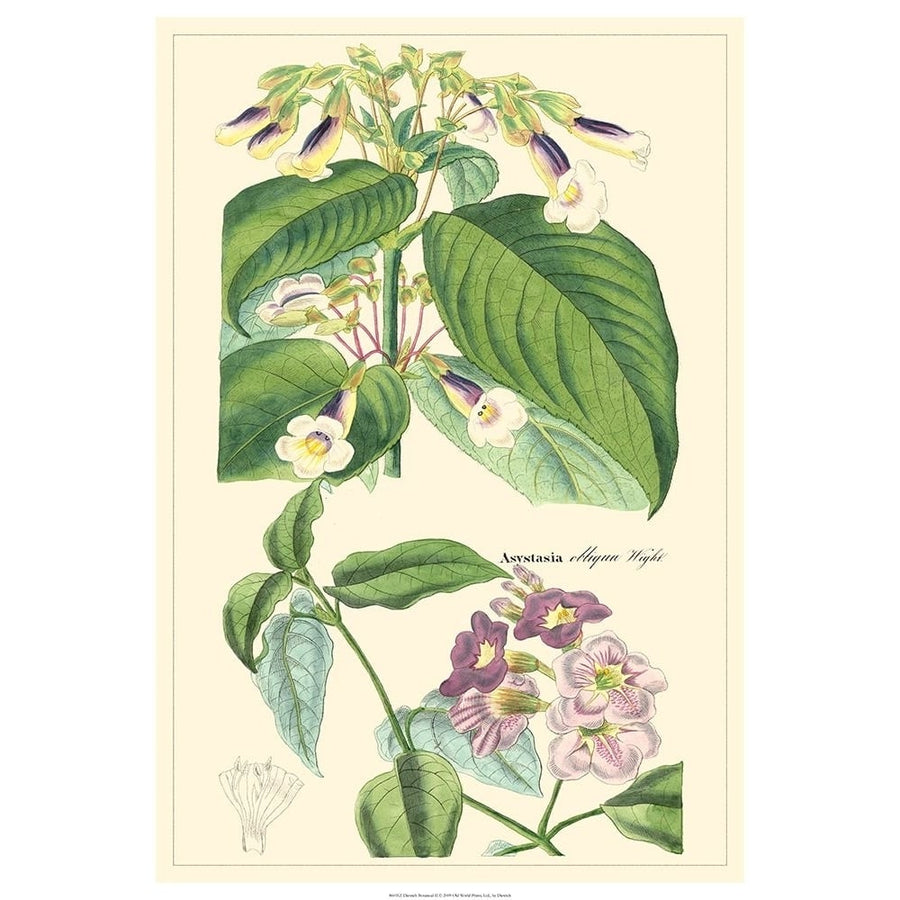 Dietrich Botanical II Poster Print - Dietrich-VARPDX86035Z Image 1